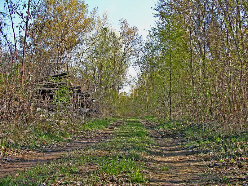 05 aprile 2007 Verpa bohemica.